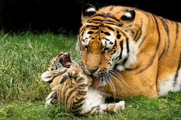 kleiner Amur Tiger wird von der Mutter geleckt