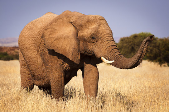 Fototapeta Elephant in the savannah, in Namibia, Africa, concept for traveling in Africa and Safari