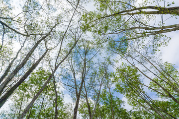 Rubber plantation branch up risen view