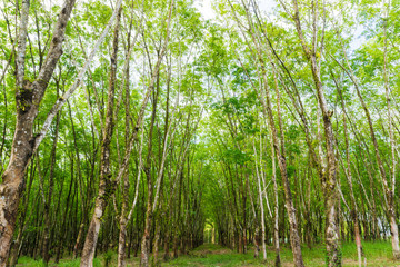 Agricultural industry row of  rubber plantation tree