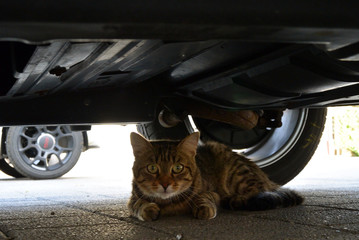 Katze versteckt unter Auto - cat under car