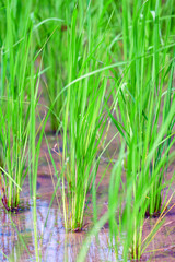 Obraz premium Closeup of Fresh Green Rice Plants