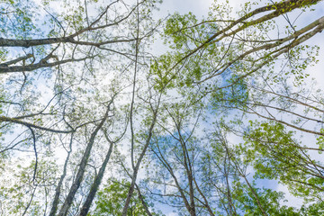 Above view leaf of rubber tree background