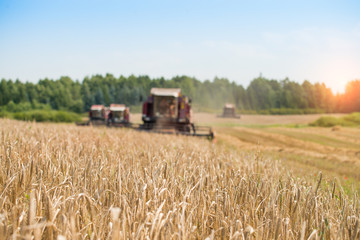 combine harvester on a wheat field with blue sky, selective focu
