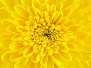 Fototapeta premium Yellow Chrysanthemum Flower Petals