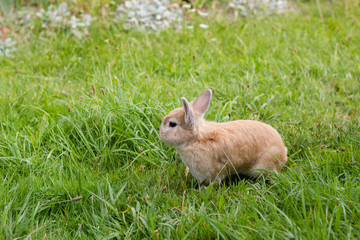 small brown rabbit on green grass in summer garden