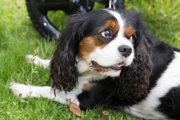 cute puppy - cavalier king charles spaniel tricolor puppy in park