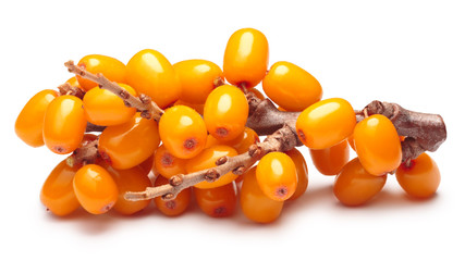 Branch of sea buckthorn berries, clipping paths