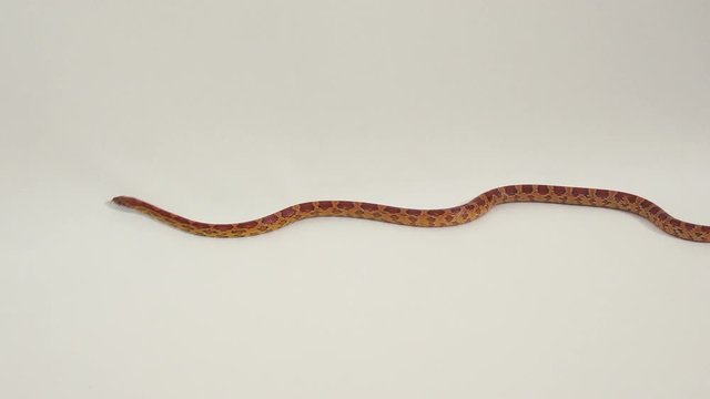 The Corn a Snake 3
