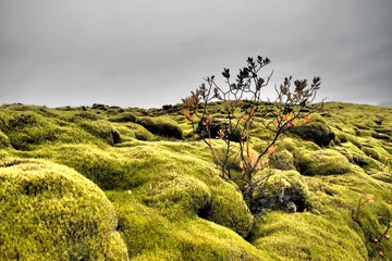 Rolgordijnen Island - Vik  © rudiernst