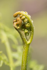 Young Fern before uncurling.