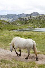 white horse walking with his back towards you, near a lake between mountains in France