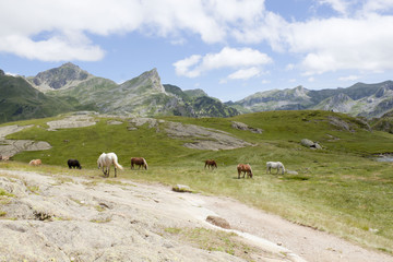 Horses grazing in the mountain in Ayous Lakes, Pyrenees, France