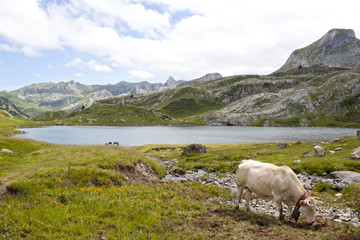 White cow grazing in the mountain near a lake in Ayous Lakes, Pyrenees, France