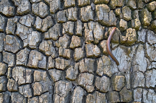 Bark of a tree