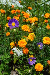 Flowerbed with  Euphorbia marginata and asters