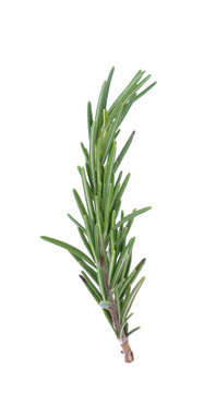 Rosemary isolated on white background