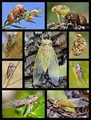 Nine mosaic photos cicadas 