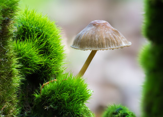 ein Pilz steht in einem Wald aus Moos