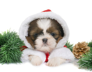 puppy shih tzu and christmas © cynoclub