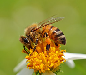 bee