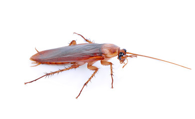 Cockroach isolated on a white background