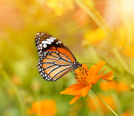 Butterflies and Flowers