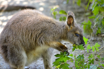 Closeup wallaby of Bennet, or Red-necked wallabies (Macropus rufogriseus) eating leaves © Christian Musat