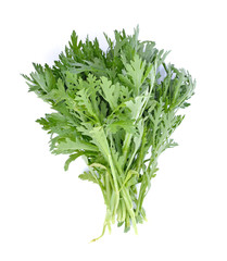 Chrysanthemum coronarium on white background