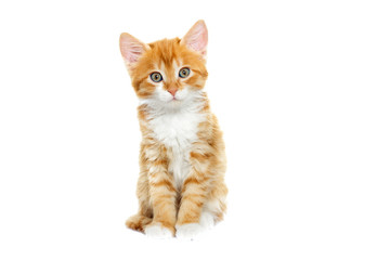 Playful red kitten on a white background isolated