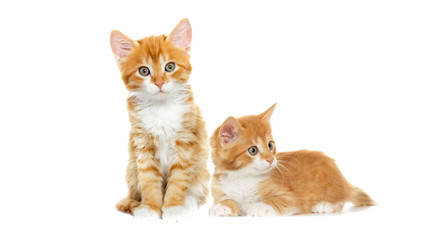 Playful red kitten on a white background isolated