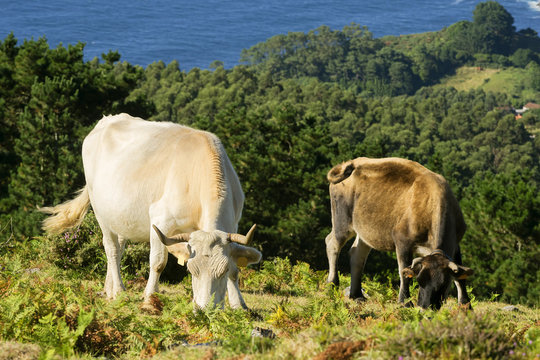 cows and calves grazing in the green mountains of Cape Ortegal, , Atlantic ocean, Galicia, Spain