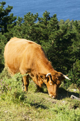 cows and calves grazing in the green mountains of Cape Ortegal, , Atlantic ocean, Galicia, Spain