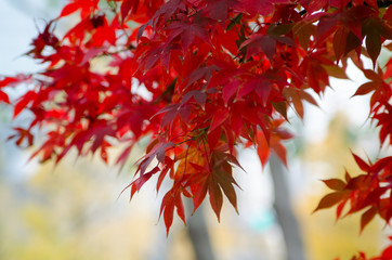 紅葉