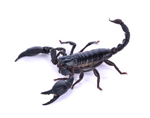 Scorpion of a white background.