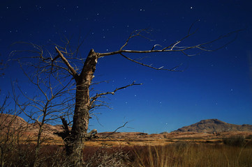 Night photos dead tree in the desert