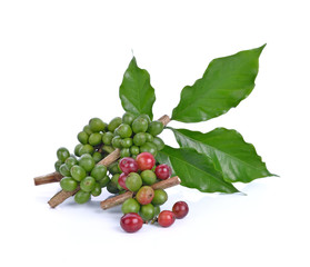 coffee beans unripe on white background.