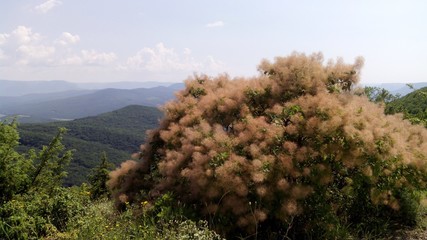 цветущий куст в горах