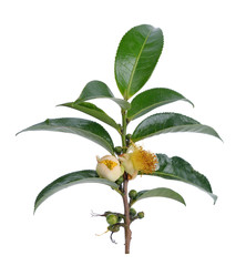 tea Flowers  on white background