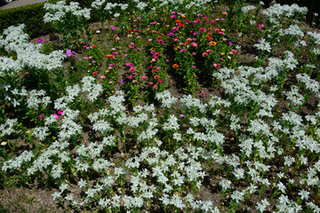 Flowerbed with multicolored Zinnia flowers and Euphorbia marginata
