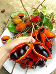 Chestnut tree special species (Sterculiamonosperma Vent) pods. Thailand