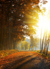 Fototapeta na wymiar Beautiful Autumnal park. Nature scene with sunlight rays.