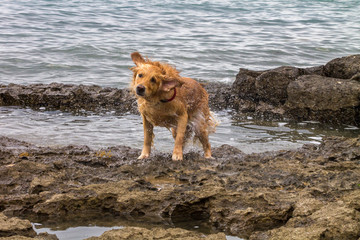 Golden retriever dog enjoying on the beach