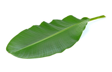 Obraz premium Banana leaves