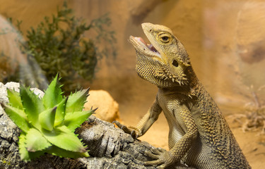 Bartagame - Echse