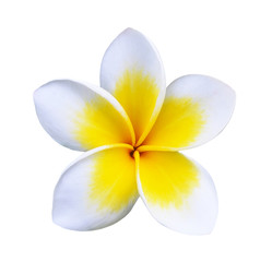 Tropical flowers frangipani (plumeria)
