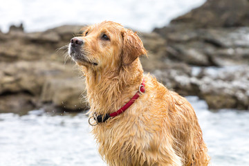 Golden retriever dog enjoying on the beach