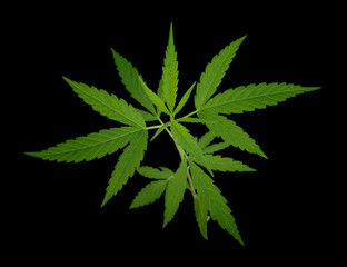 Naklejka na ściany i meble Cannabis leaf, marijuana leaf