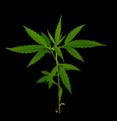 Naklejka na ściany i meble Cannabis leaf, marijuana leaf