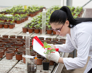Biologist with sprouts in greenhouse